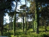 Serra Sintra